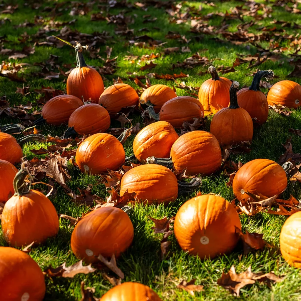 Pumpkins in a field